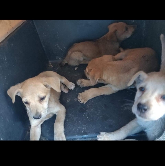 Dog Rescue - Picture 2 of 5